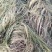 篦齿眼子菜（龙须草）虾蟹养殖改善水质绿化环境