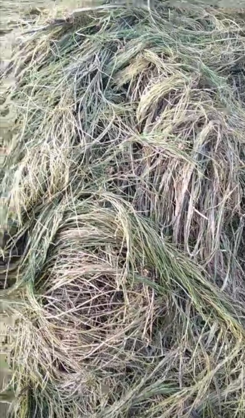 篦齿眼子菜（龙须草）虾蟹养殖改善水质绿化环境