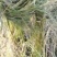 篦齿眼子菜（龙须草）虾蟹养殖改善水质绿化环境