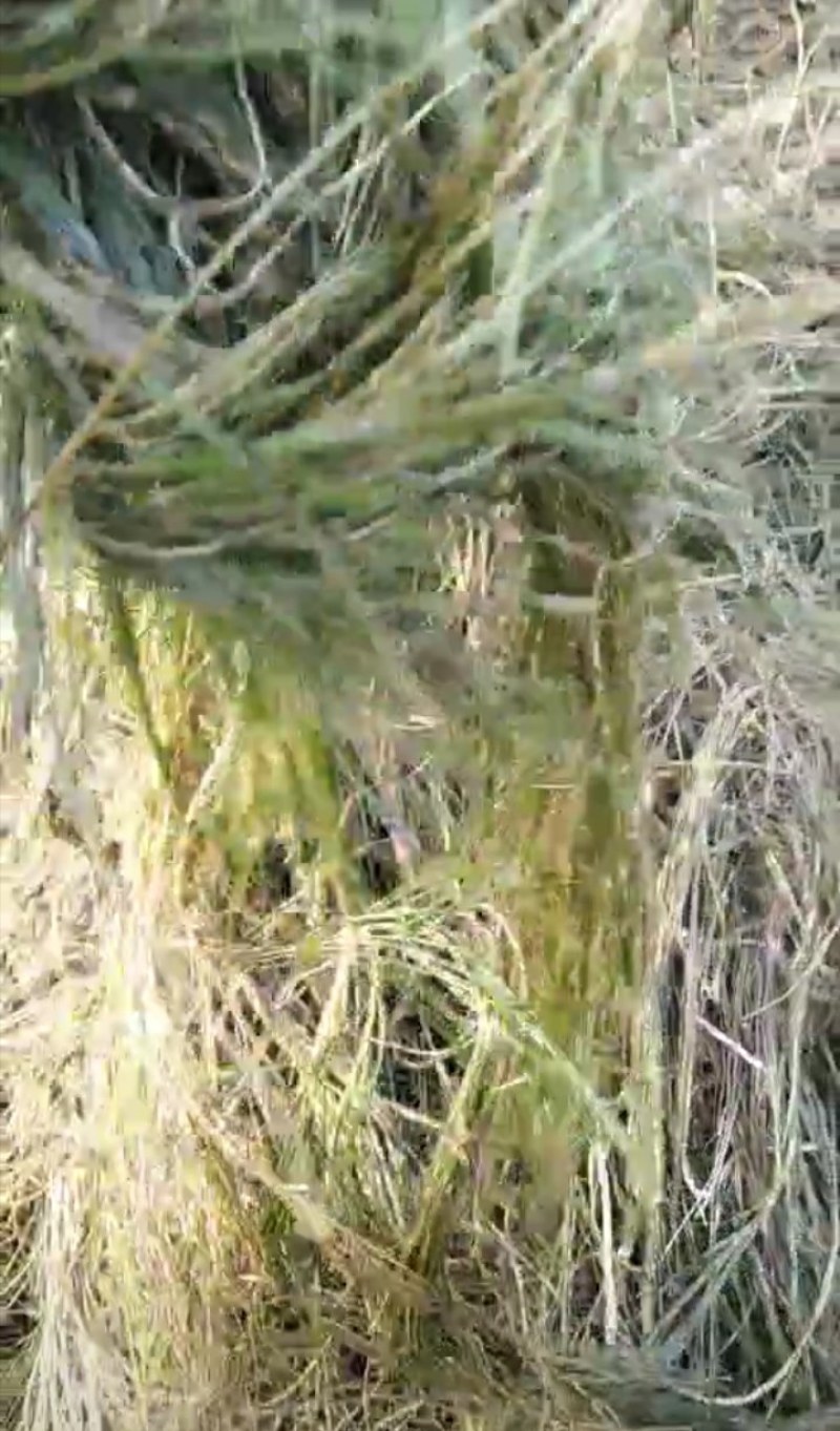 篦齿眼子菜（龙须草）虾蟹养殖改善水质绿化环境