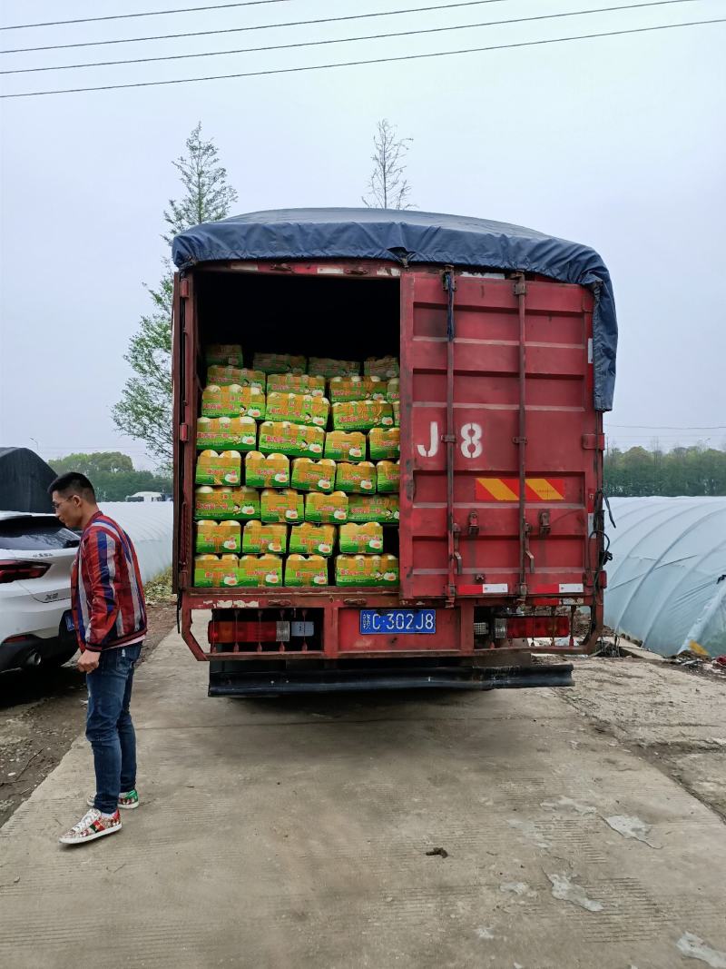 甜瓜东方蜜1号浙江台州散装统一打包代发全国