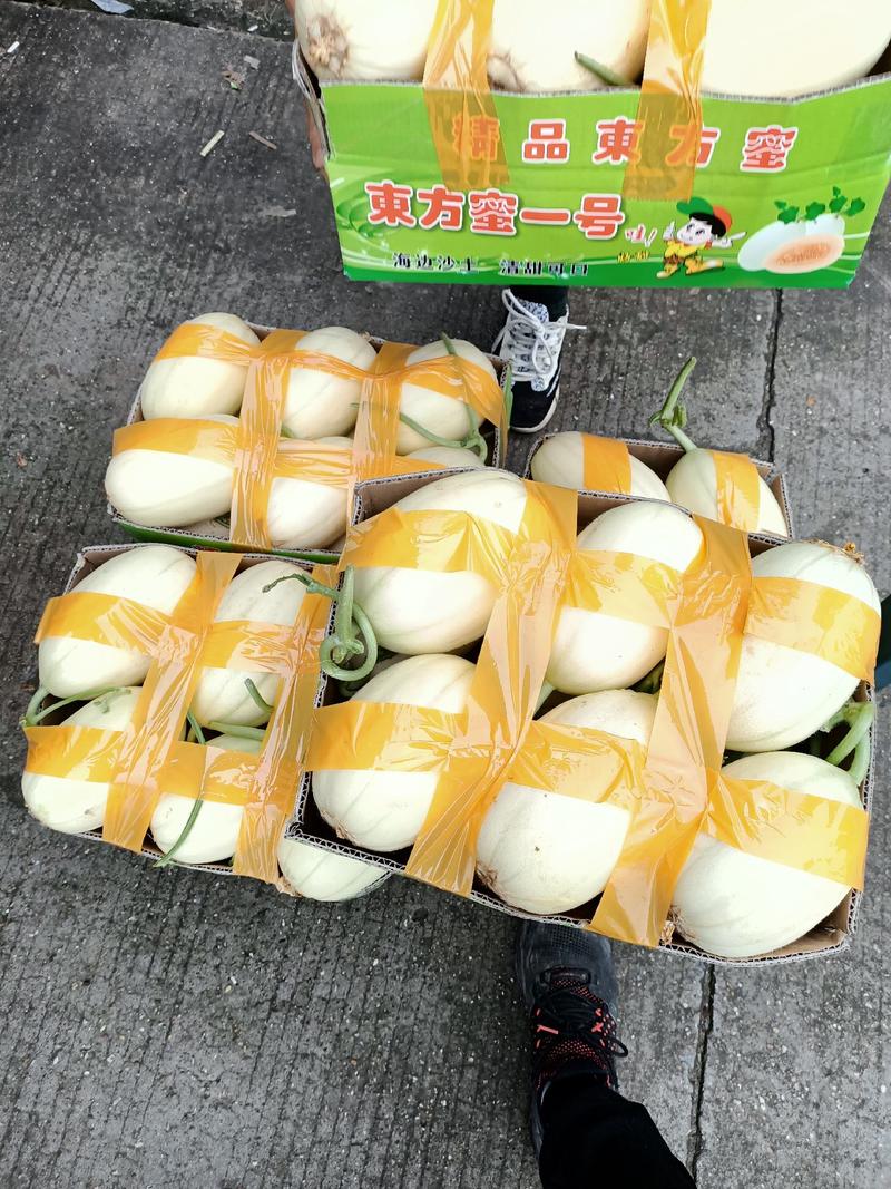甜瓜东方蜜1号浙江台州散装统一打包代发全国