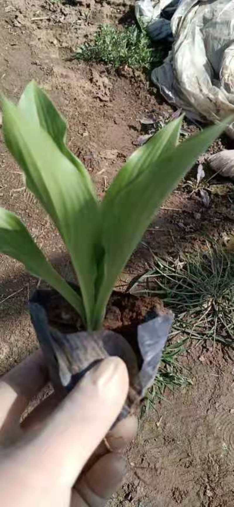 山东玉簪基地青叶玉簪中华玉簪白玉簪大夫玉簪法兰西玉簪