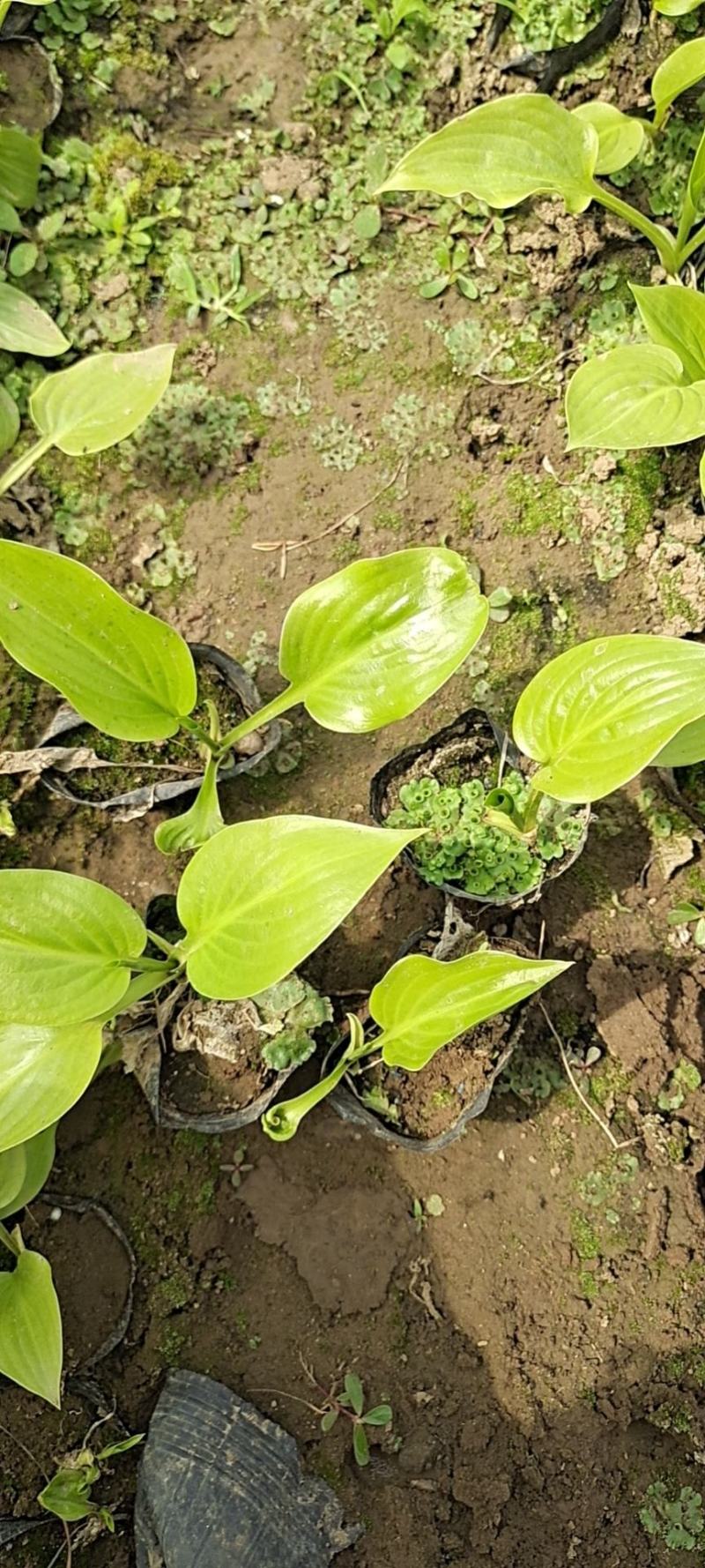 山东玉簪基地青叶玉簪中华玉簪白玉簪大夫玉簪法兰西玉簪