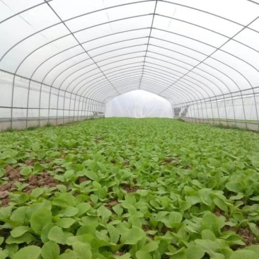 专业生产蔬菜种植大棚热镀锌大棚骨架全国发货包建