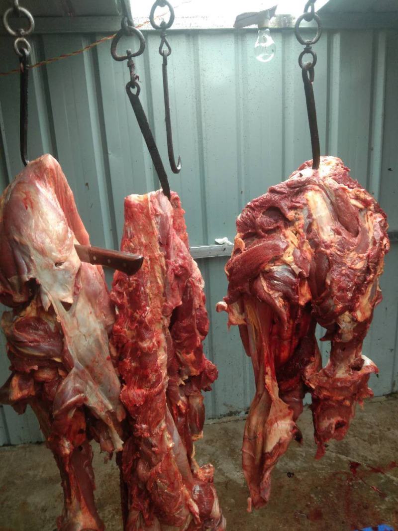 牛肉牛肉牛肉新鲜牛肉高原藏牦牛肉