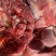 牛肉牛肉牛肉新鲜牛肉高原藏牦牛肉