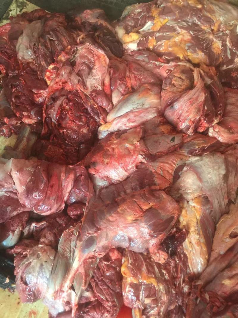 牛肉牛肉牛肉新鲜牛肉高原藏牦牛肉