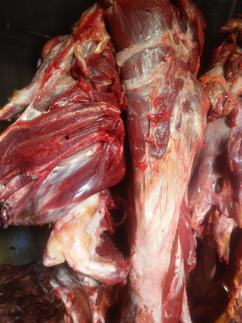 牛肉牛肉牛肉新鲜牛肉高原藏牦牛肉