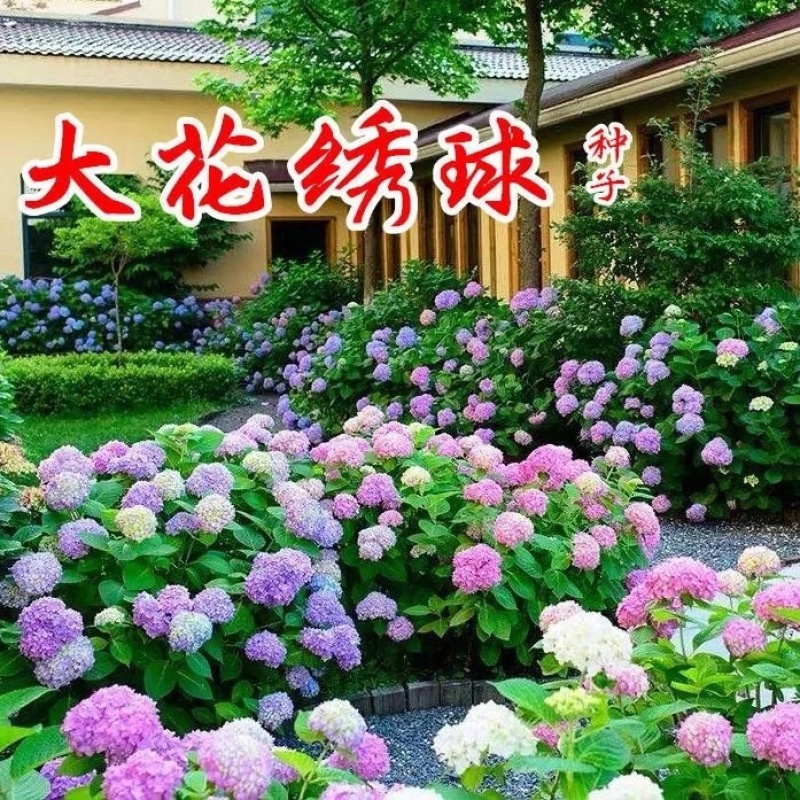绣球花种子易活盆栽植物适合秋冬天种的八仙花种籽子四季开花