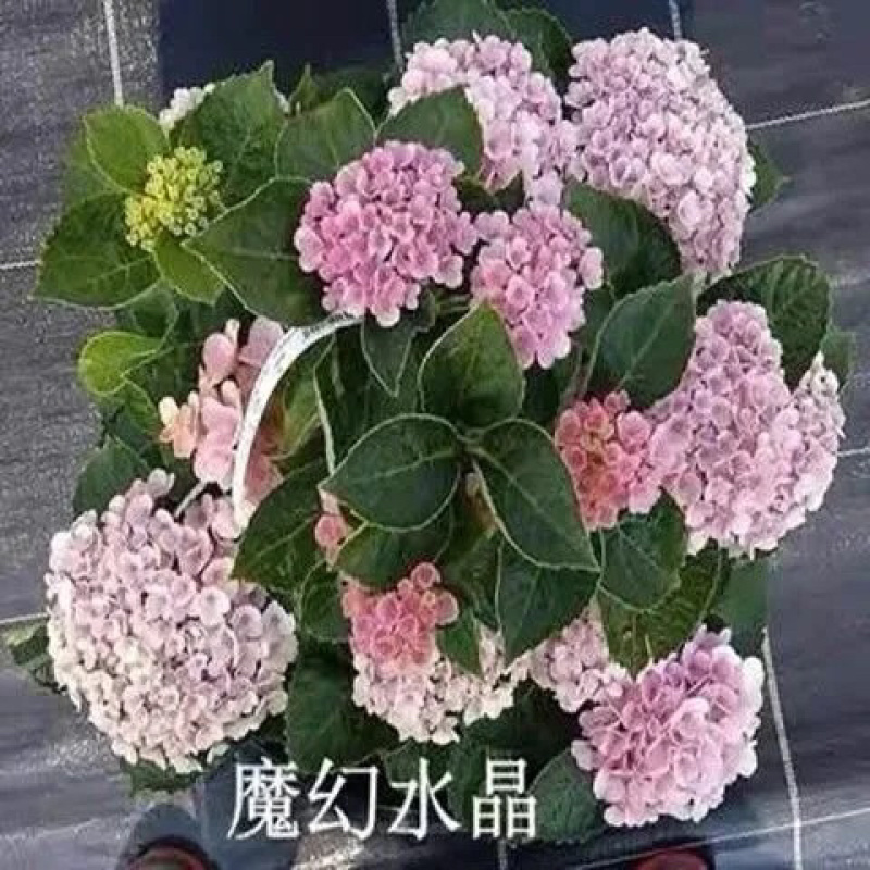 绣球花种子易活盆栽植物适合秋冬天种的八仙花种籽子四季开花