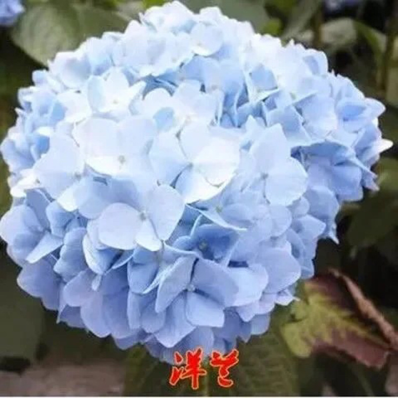 绣球花种子易活盆栽植物适合秋冬天种的八仙花种籽子四季开花