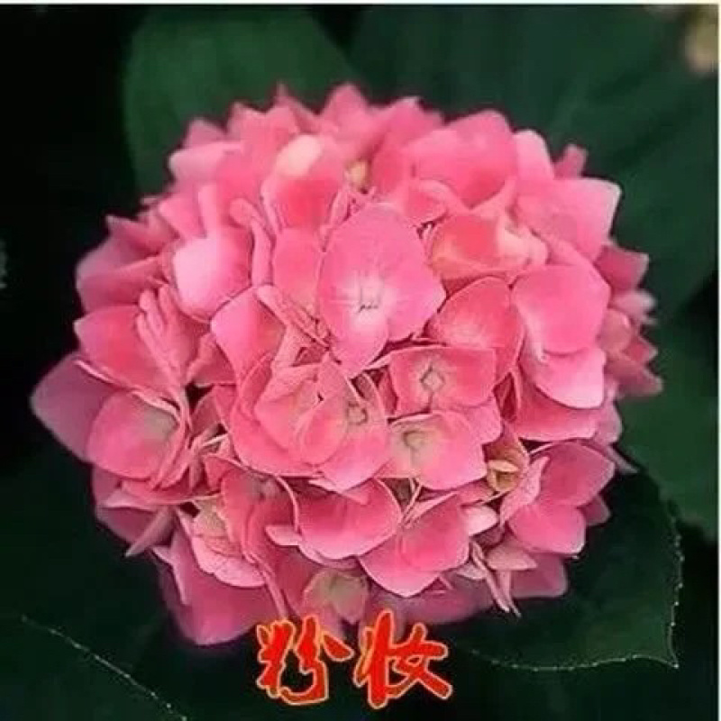 绣球花种子易活盆栽植物适合秋冬天种的八仙花种籽子四季开花