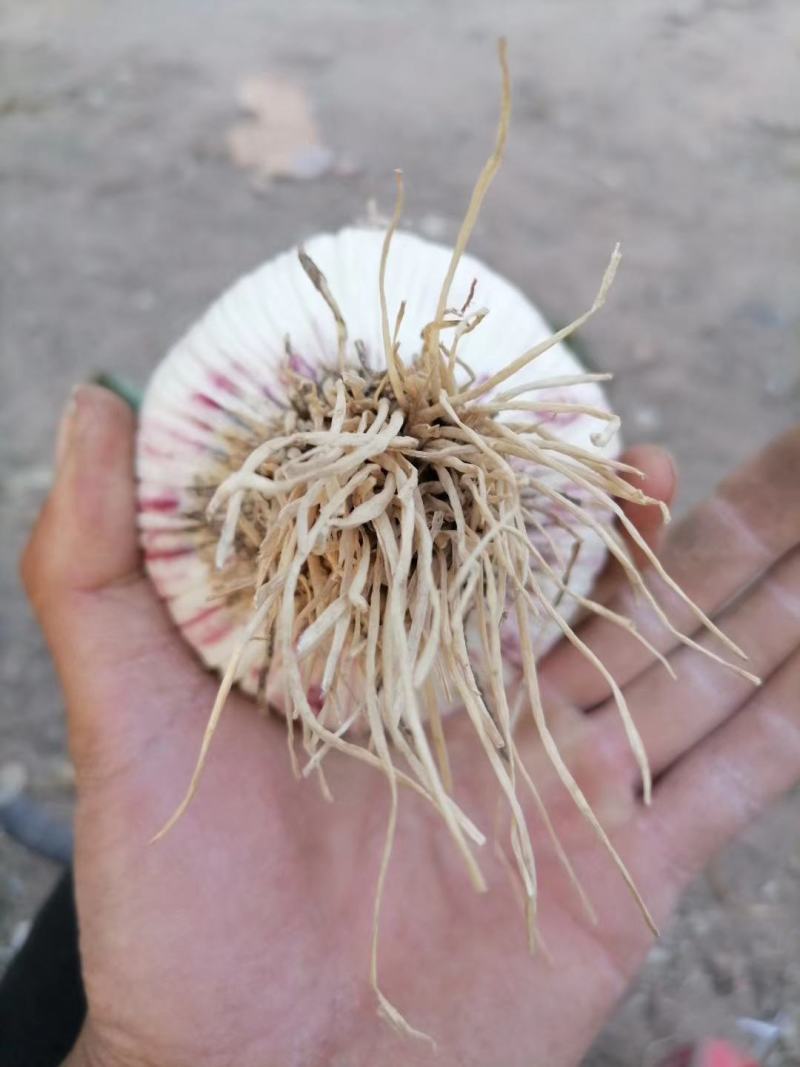 个大叶青，价格优惠，量大从优。