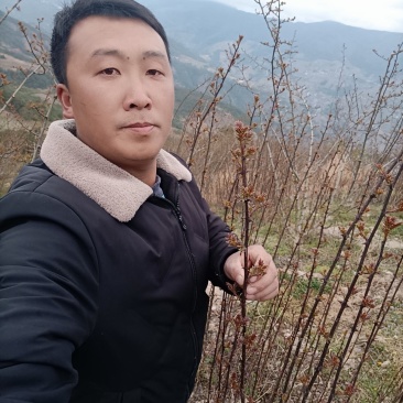 二年的贡椒苗，根细好，成活率高。好调料认准汉源花椒。