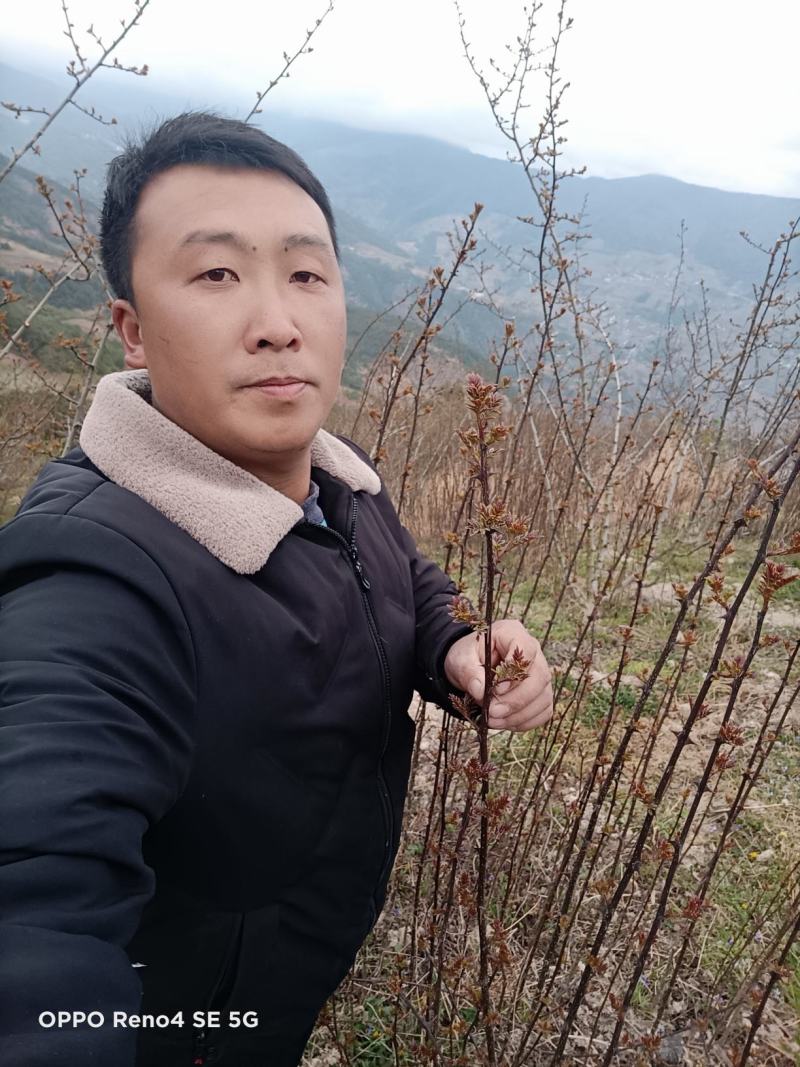 二年的贡椒苗，根细好，成活率高。好调料认准汉源花椒。