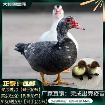 大种黑番鸭白番鸭产蛋呀绿头鸭金锭鸭品种齐全多买多送