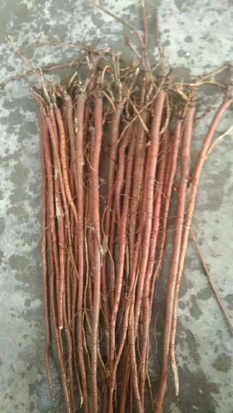 乌拉尔纯红皮甘草苗子