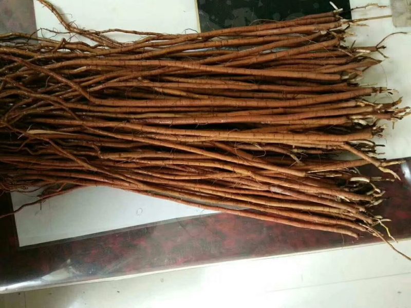 乌拉尔纯红皮甘草苗子