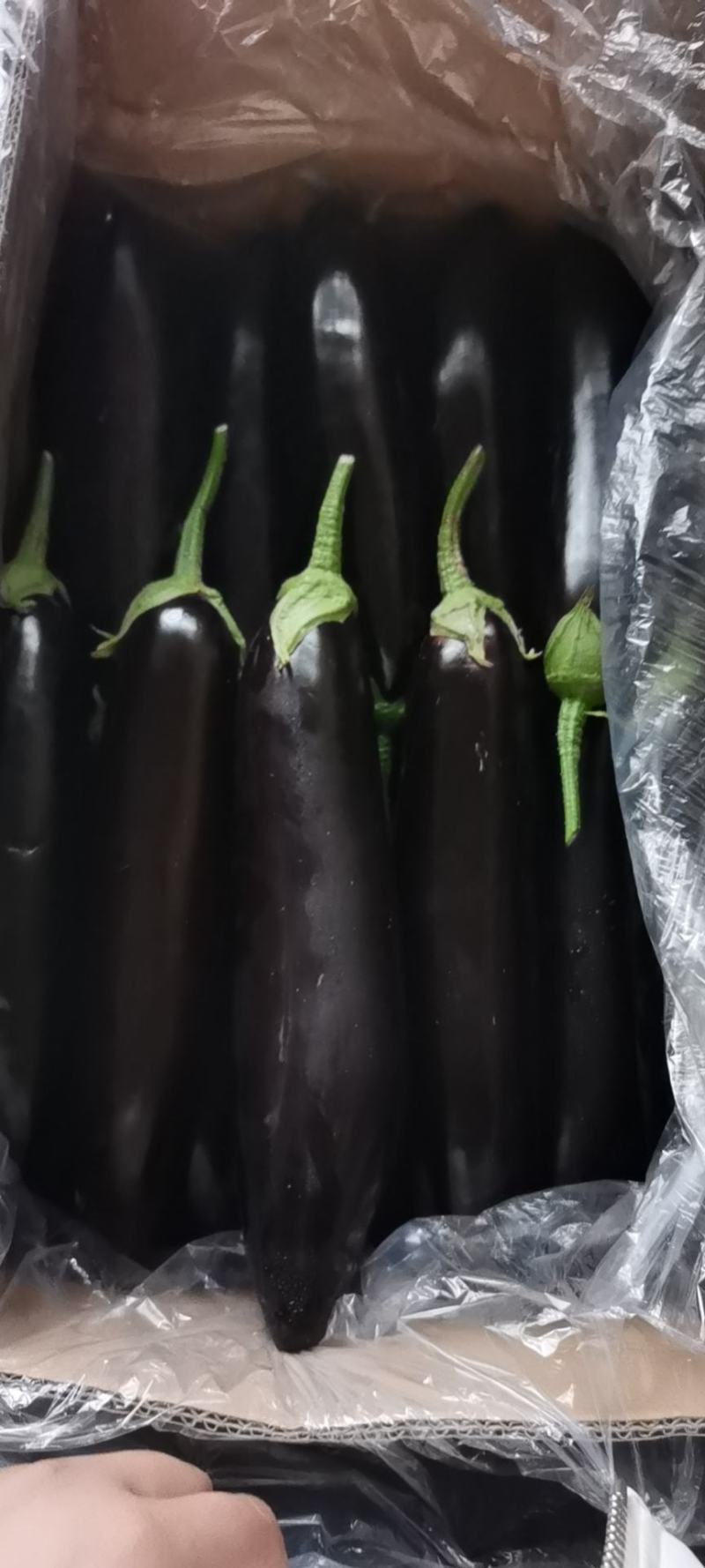 茄子大量现货大量上市需要的前来选购，价格美丽