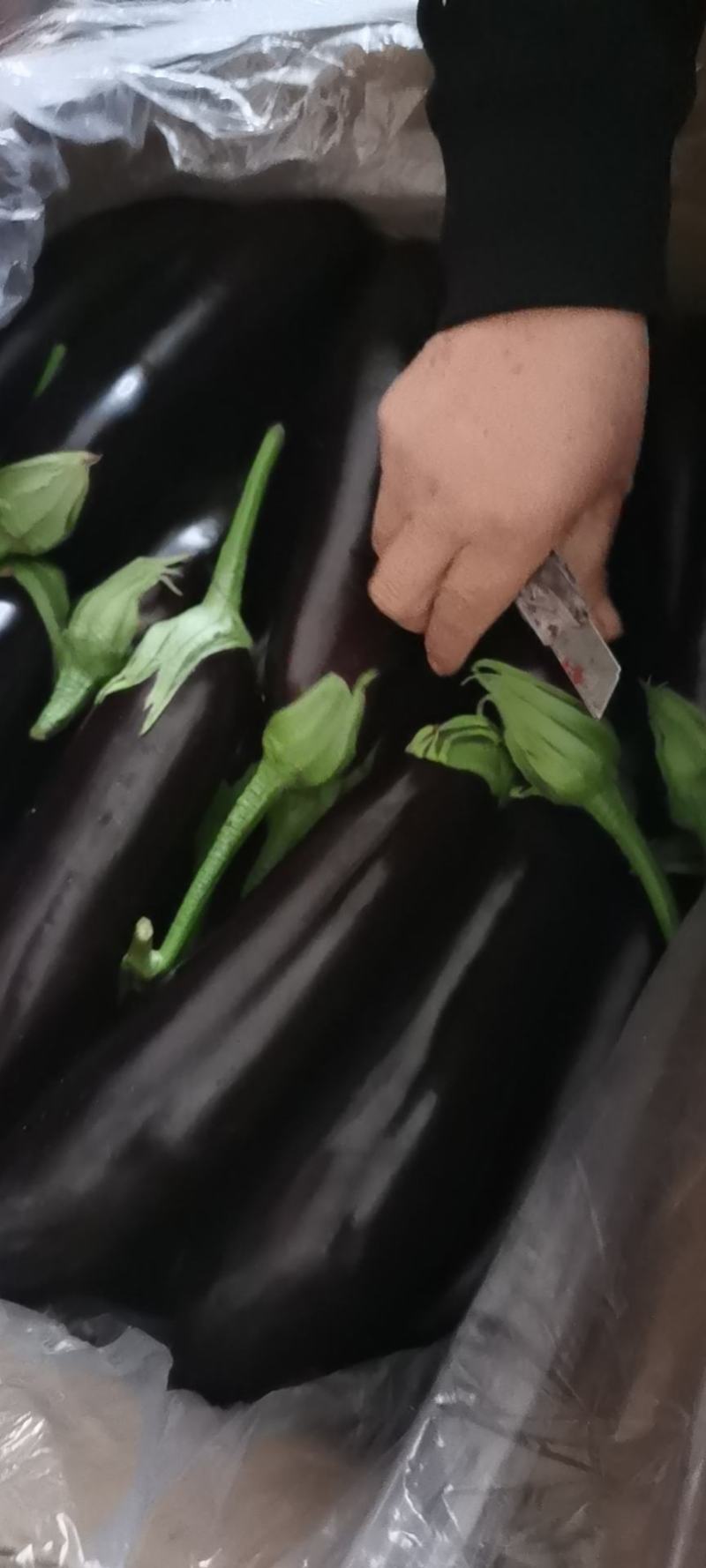 茄子大量现货大量上市需要的前来选购，价格美丽