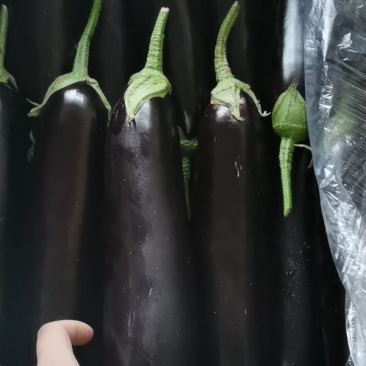 茄子大量现货大量上市需要的前来选购，价格美丽