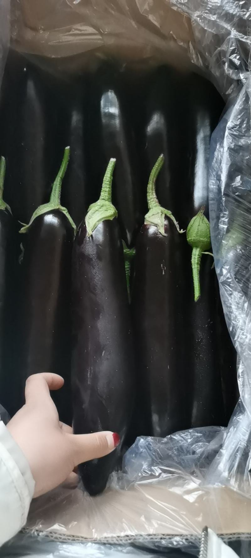 茄子大量现货大量上市需要的前来选购，价格美丽