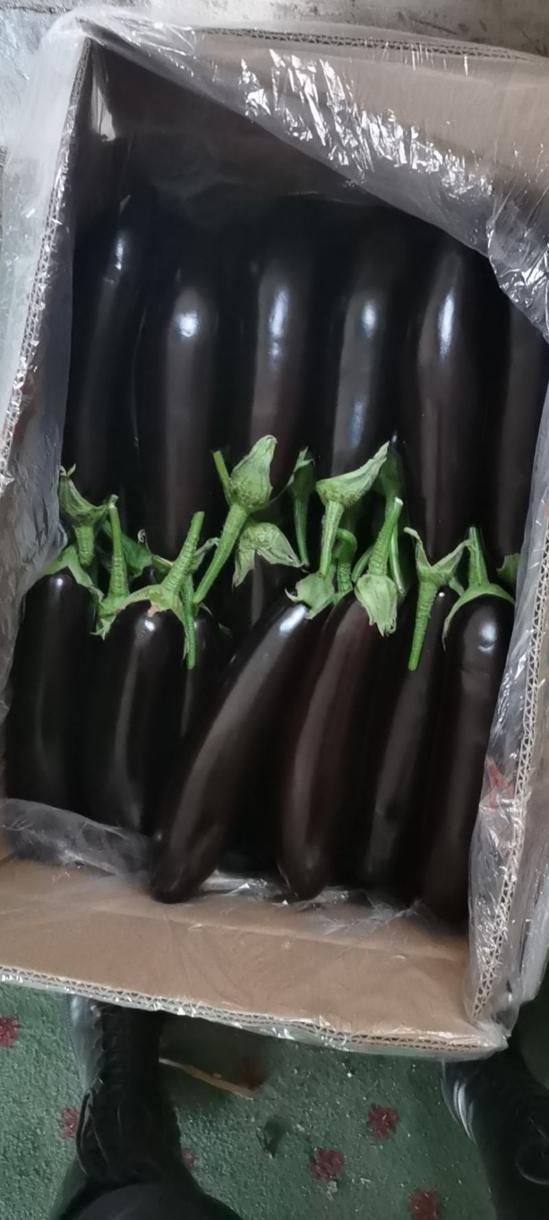 茄子大量现货大量上市需要的前来选购，价格美丽