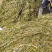 麦黄藻（菹草）可养殖虾蟹可绿化江河湖泊