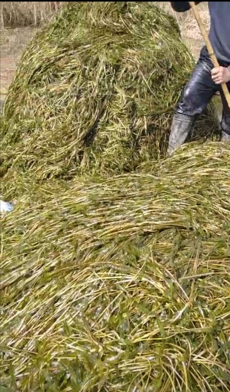 麦黄藻（菹草）可养殖虾蟹可绿化江河湖泊
