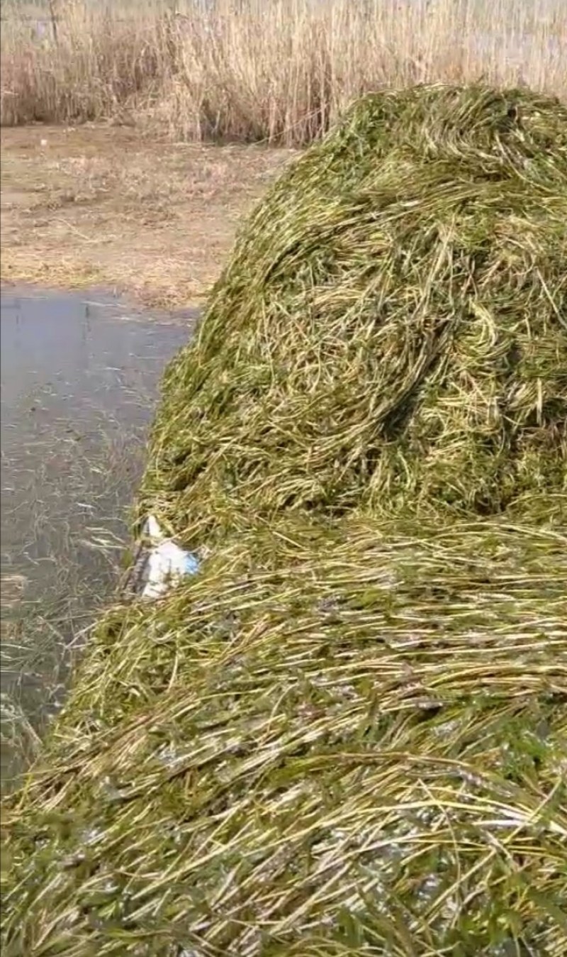 麦黄藻（菹草）可养殖虾蟹可绿化江河湖泊