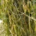 麦黄藻（菹草）可养殖虾蟹可绿化江河湖泊