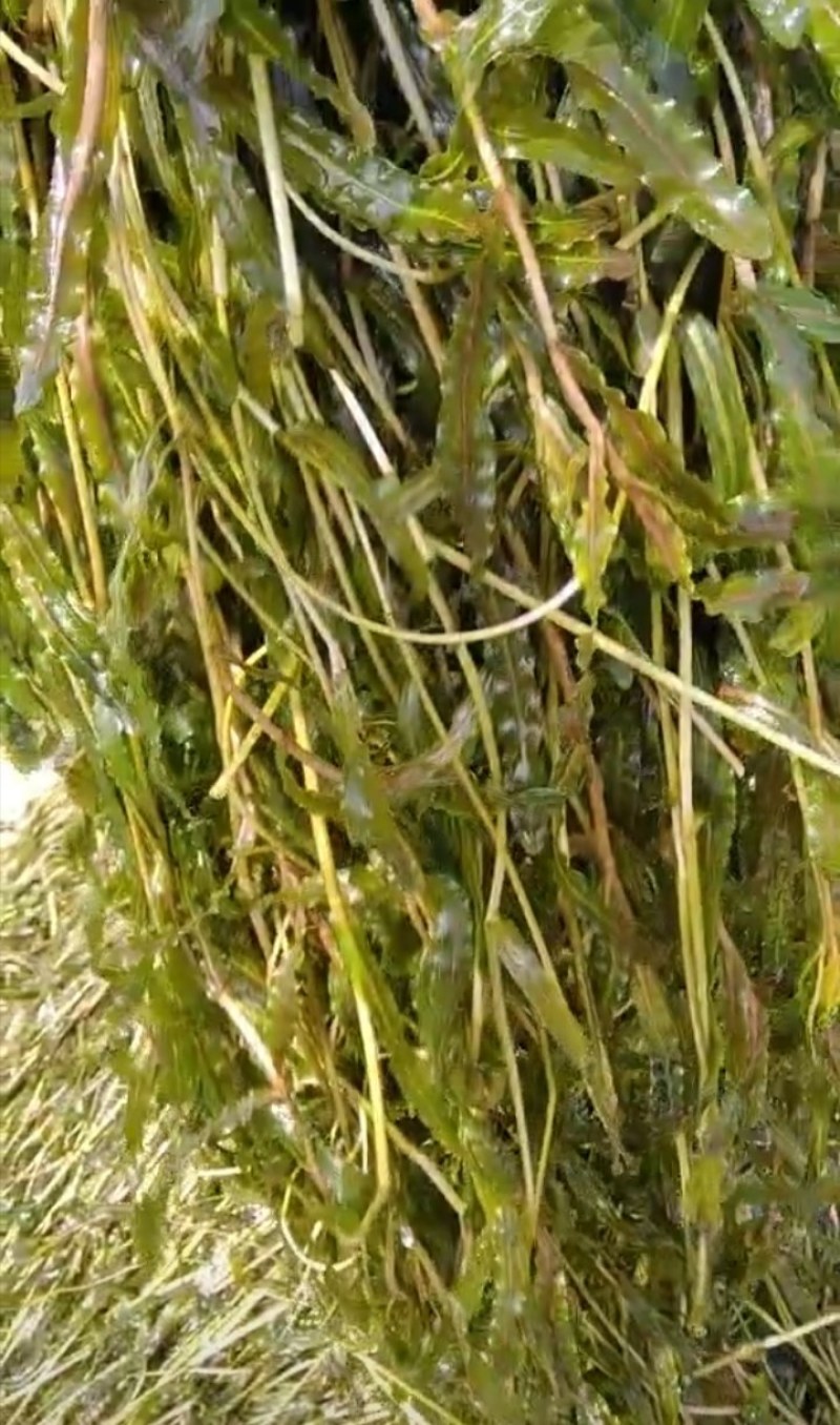 麦黄藻（菹草）可养殖虾蟹可绿化江河湖泊