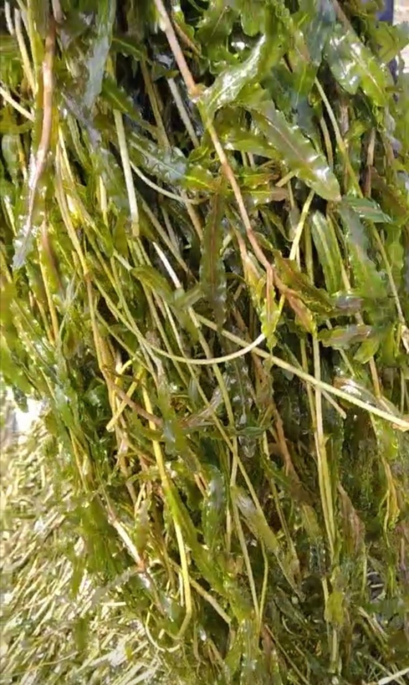 麦黄藻（菹草）可养殖虾蟹可绿化江河湖泊
