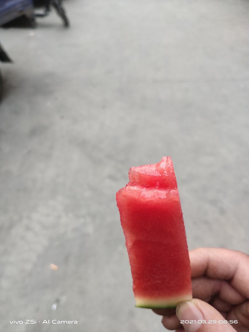 海南麒麟西瓜口感很好包好瓜