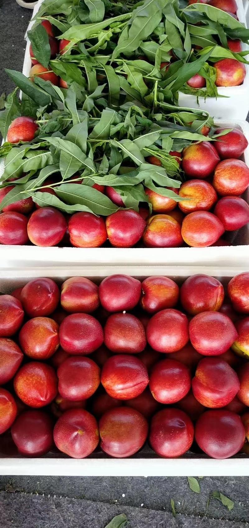 山东日照莒县油桃大棚，黄油桃，红油桃等多个品种！