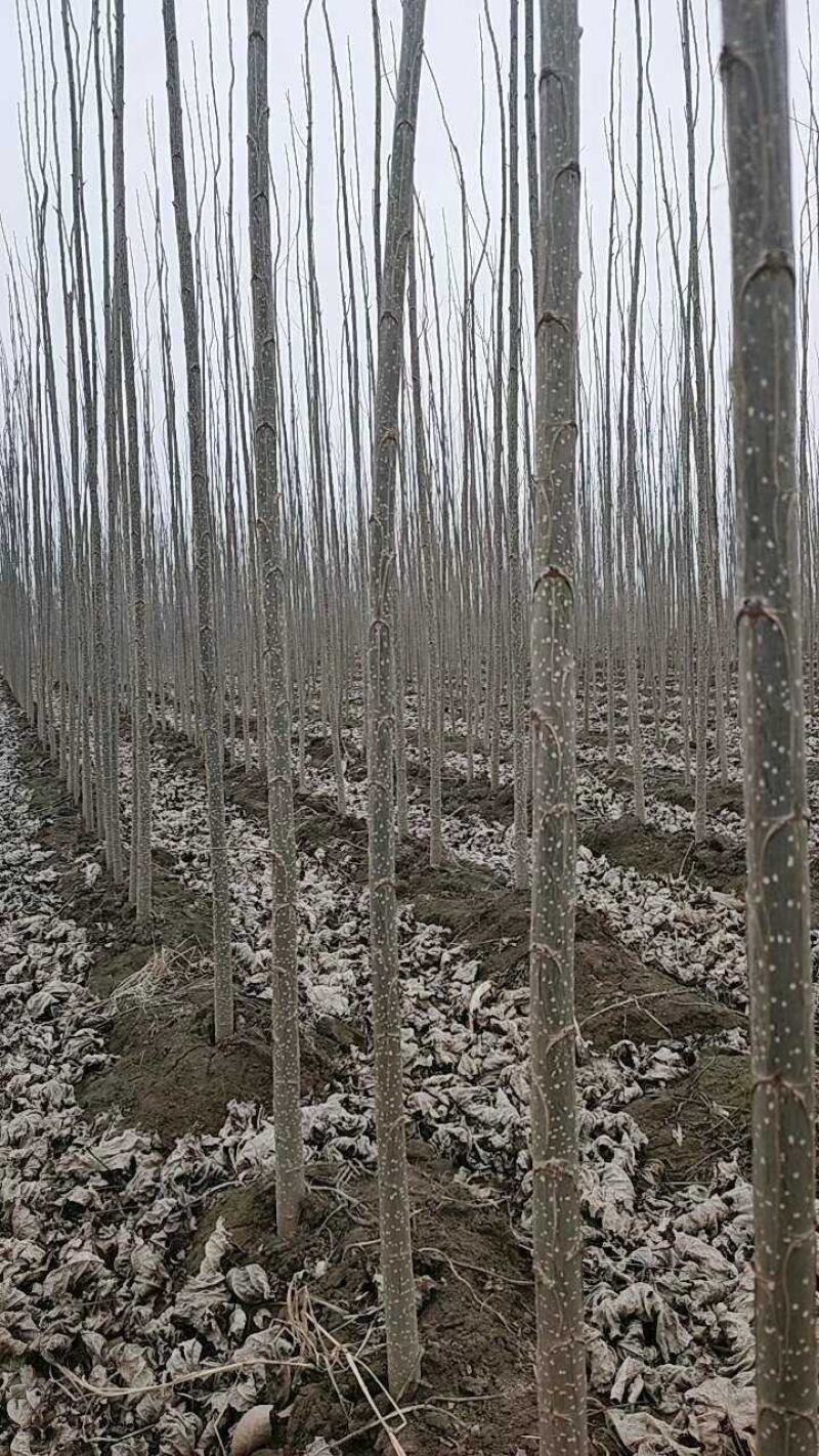 速生杨杨树苗107速生杨各种规格基地直供，一手货源