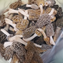 正中野生羊肚菌假一赔十