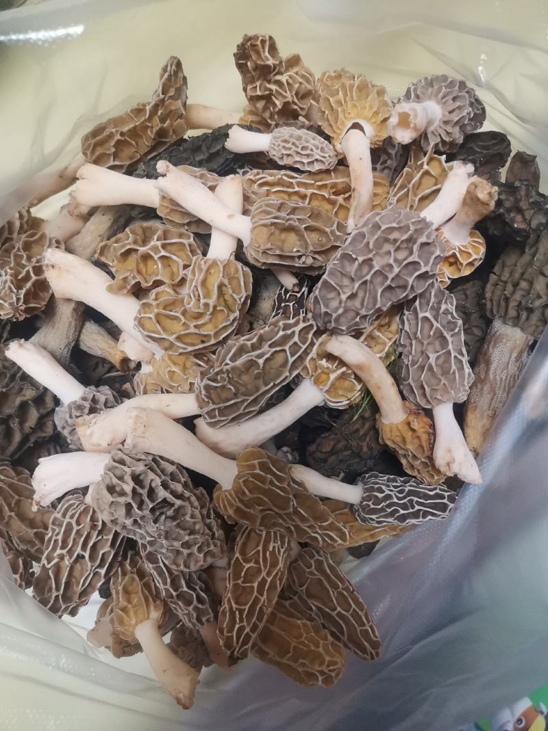 正中野生羊肚菌假一赔十