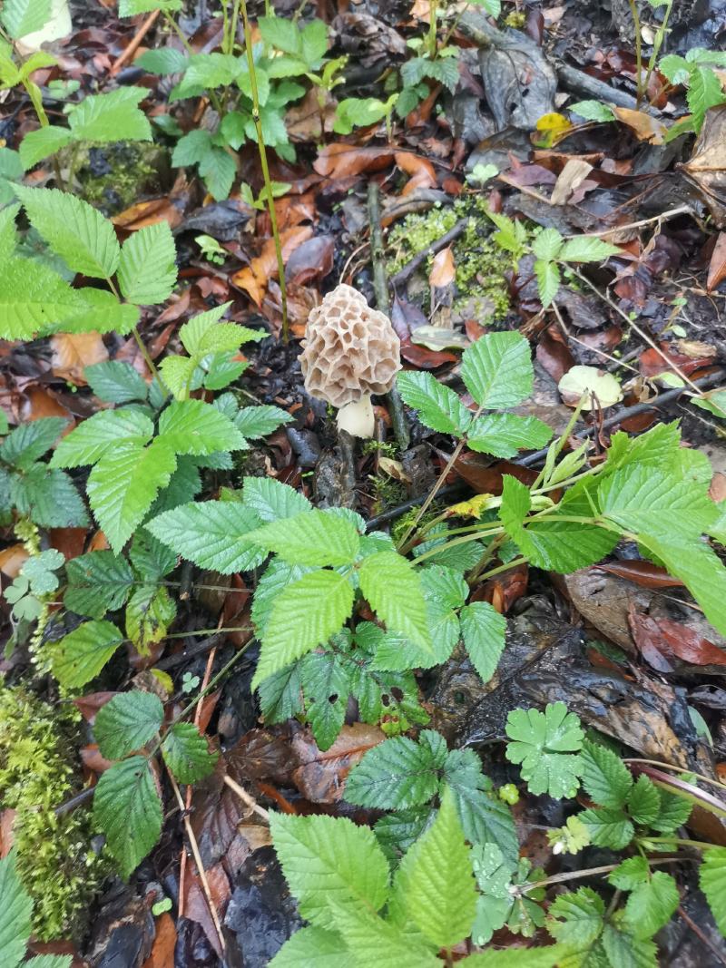 正中野生羊肚菌假一赔十