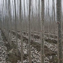 5公分速生杨农民直供，2000亩基地欢迎您，欢迎实地考察