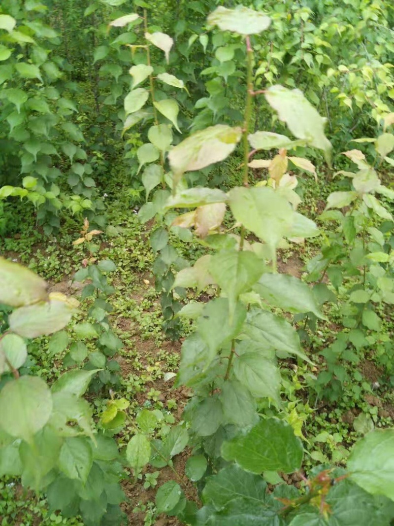 广东阳江青梅苗优质大果成活率高基地直发大量供应坏苗包赔