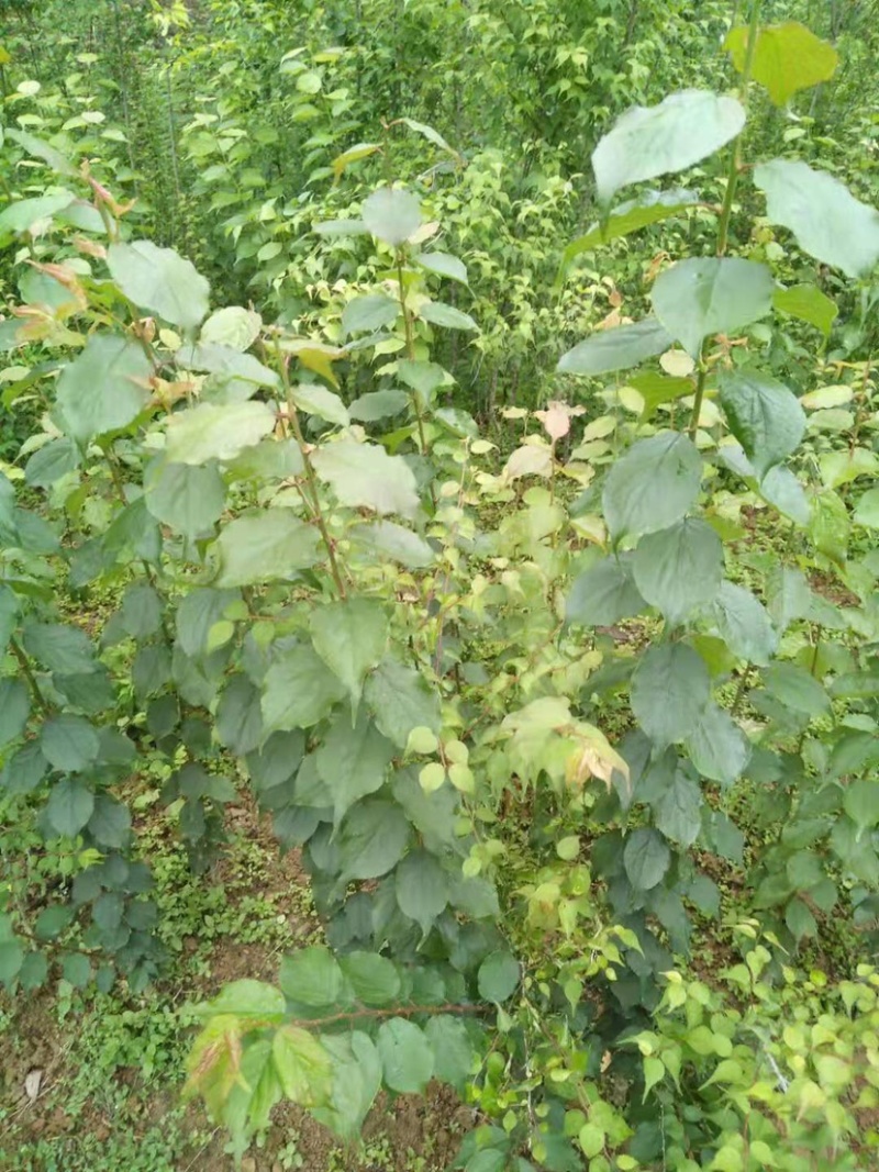 广东阳江青梅苗优质大果成活率高基地直发大量供应坏苗包赔