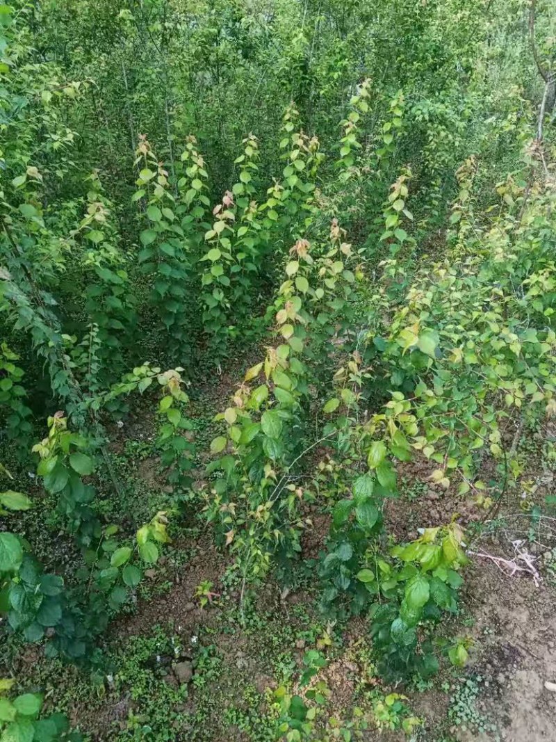 广东阳江青梅苗优质大果成活率高基地直发大量供应坏苗包赔
