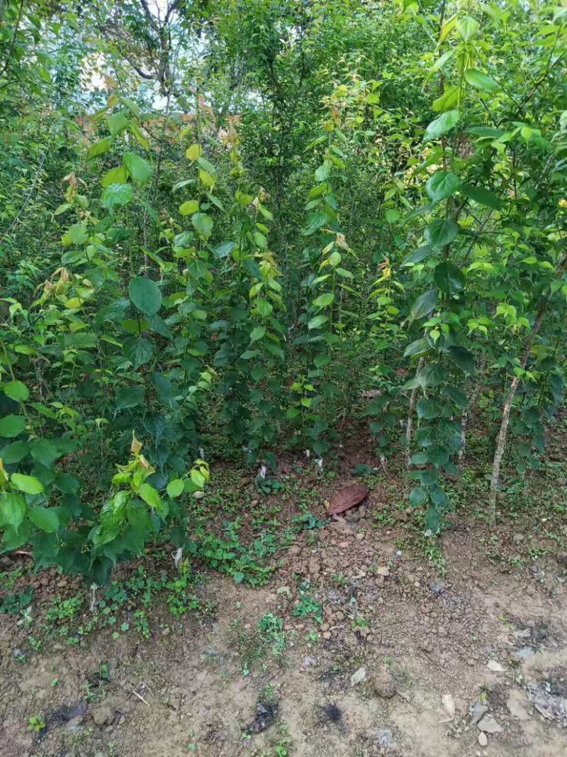 广东阳江青梅苗优质大果成活率高基地直发大量供应坏苗包赔