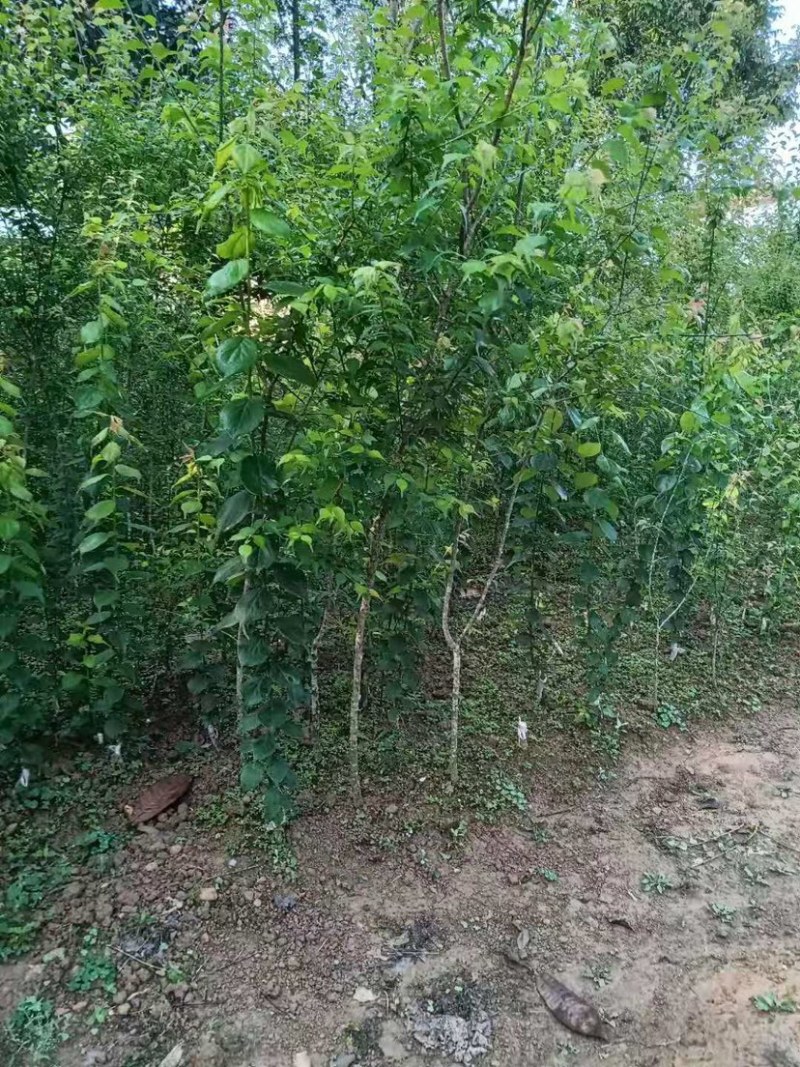 广东阳江青梅苗优质大果成活率高基地直发大量供应坏苗包赔