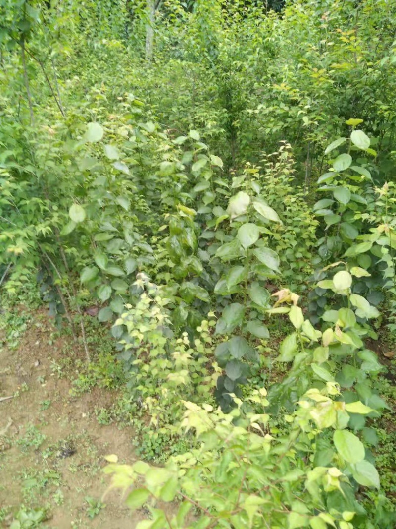 广东阳江青梅苗优质大果成活率高基地直发大量供应坏苗包赔