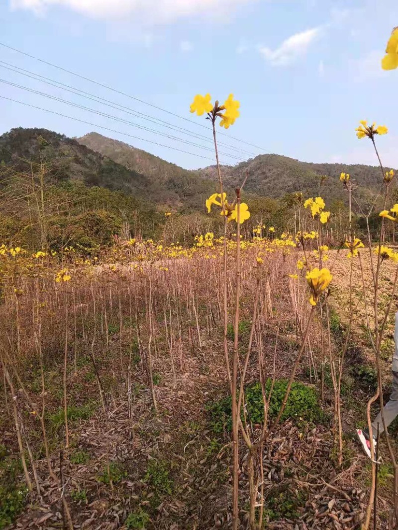 广东阳春市黄花风铃木苗质量保证产地直销量大优惠带土销售