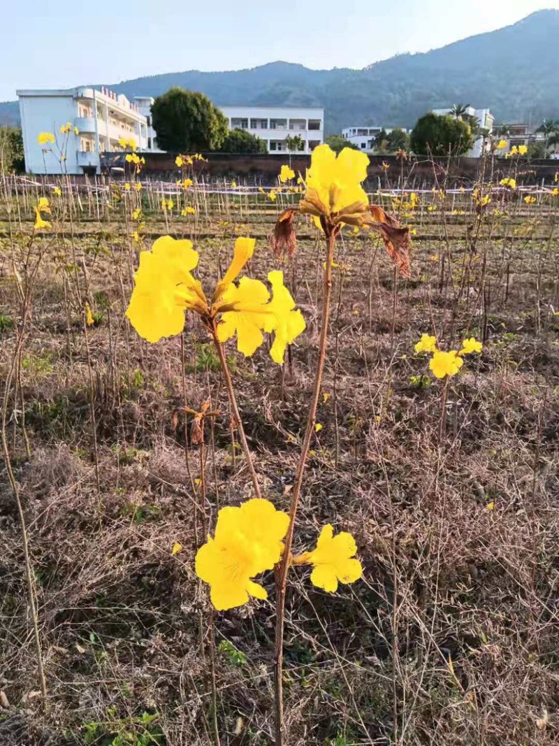 广东阳春市黄花风铃木苗质量保证产地直销量大优惠带土销售