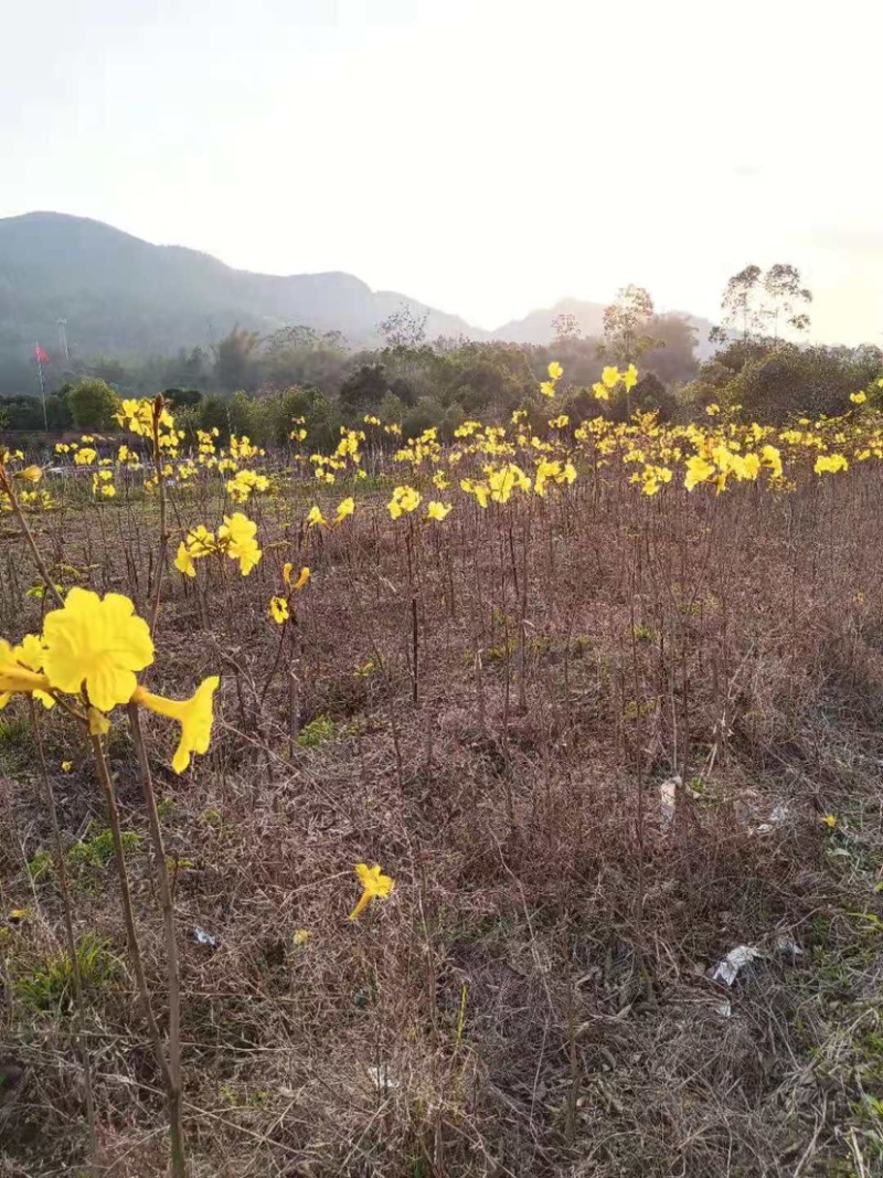 广东阳春市黄花风铃木苗质量保证产地直销量大优惠带土销售